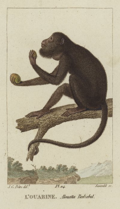Red-Handed Howler by Jean Gabriel Pretre